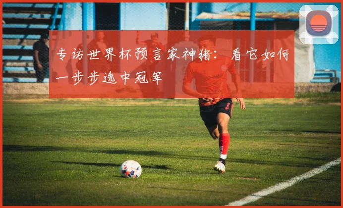 专访世界杯预言家神猪:看它如何一步步选中冠军