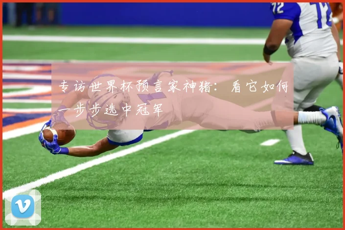 专访世界杯预言家神猪:看它如何一步步选中冠军